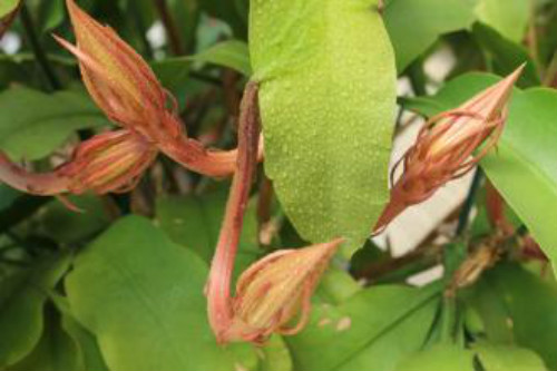 꼻���ô����ô�޼������� 꼻�����ֳ������ע���������