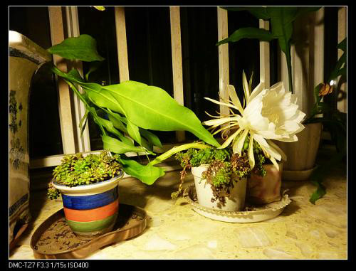 꼻���ô����ô�޼������� 꼻�����ֳ������ע���������