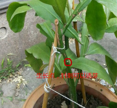 꼻���ô����ô�޼������� 꼻�����ֳ������ע���������