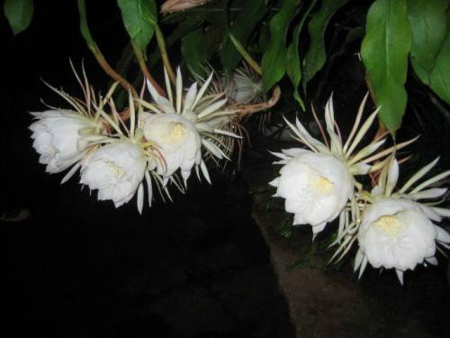 꼻���ô����ô�޼������� 꼻�����ֳ������ע���������