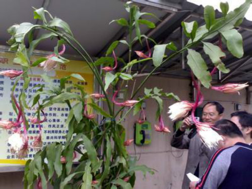 꼻���ô����ô�޼������� 꼻�����ֳ������ע���������