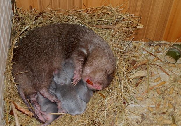 竹鼠一年生几胎幼崽死亡率高该怎么办?竹鼠常用饲料及搭配方法