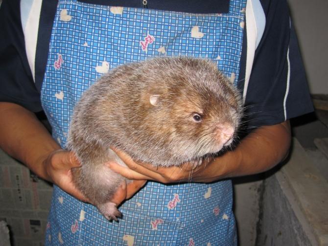 竹鼠一年生几胎幼崽死亡率高该怎么办?竹鼠常用饲料及搭配方法