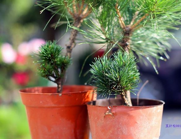 ������Ҷ�ӷ��Ƶ�Ҷ��ԭ�򲹾ȷ��� �������辰����ԭ������Ҫ��