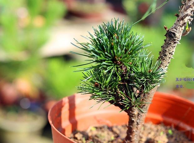 ������Ҷ�ӷ��Ƶ�Ҷ��ԭ�򲹾ȷ��� �������辰����ԭ������Ҫ��