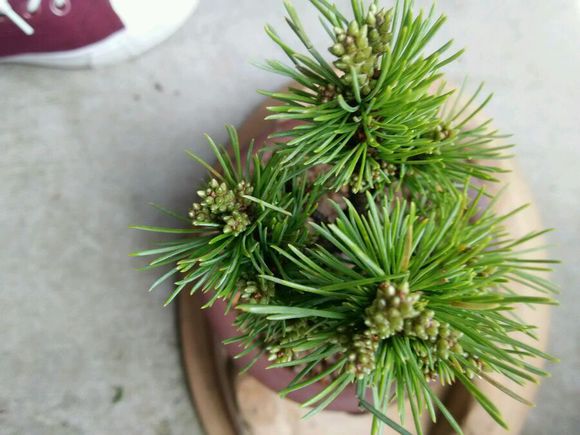 �����ɵ���ֳ������ע�����ʲôʱ���޼�����޼�����ͼ��