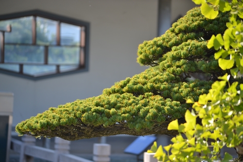 �����ɵ���ֳ������ע�����ʲôʱ���޼�����޼�����ͼ��