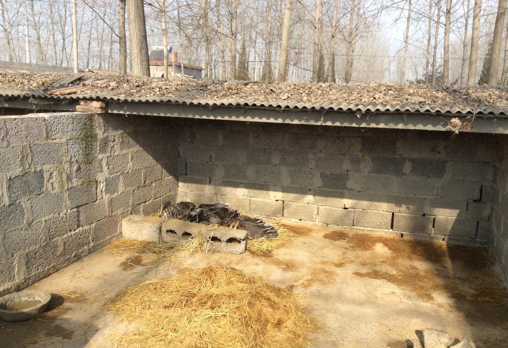 刺猬吃什么东西有什么作用多少钱一只 刺猬养殖的市场前景与骗局