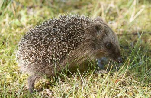 刺猬吃什么东西有什么作用多少钱一只 刺猬养殖的市场前景与骗局