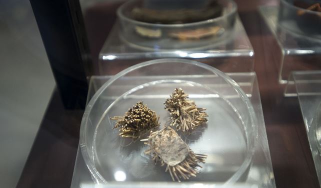 刺猬吃什么东西有什么作用多少钱一只 刺猬养殖的市场前景与骗局