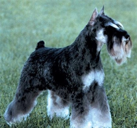 ʮȮаͼƬȫ֣Ȯǰ100ͼ