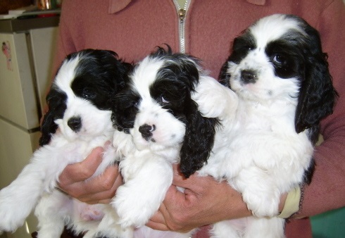 ʮȮаͼƬȫ֣Ȯǰ100ͼ