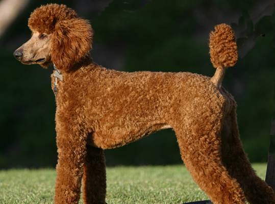 ʮȮаͼƬȫ֣Ȯǰ100ͼ