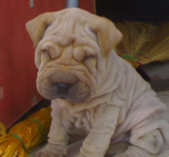 ʮȮаͼƬȫ֣Ȯǰ100ͼ