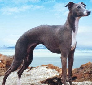 ʮȮаͼƬȫ֣Ȯǰ100ͼ