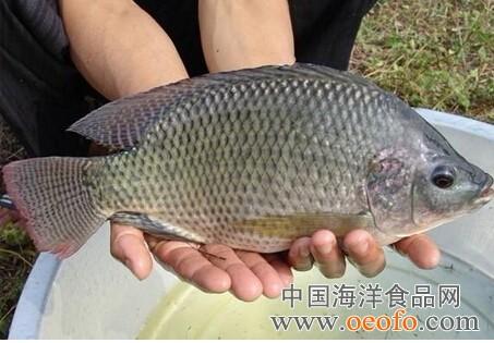 罗非鱼母养殖多少成本每亩利润多少 养一年十亩罗非鱼赚多少钱