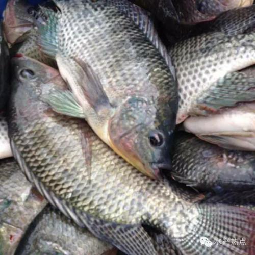 罗非鱼母养殖多少成本每亩利润多少 养一年十亩罗非鱼赚多少钱