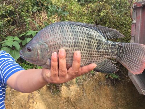 ޷ĸֳٳɱÿĶ һʮĶ޷׬Ǯ