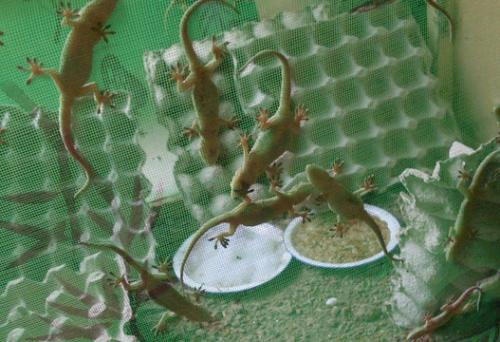 ڻֳǰǮ2017չ۸ ֳڻЧͶҪ