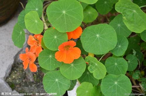 ����������ֲ����ͼ��һ���ּ��� ��������ôժ����ô��ͼƬ