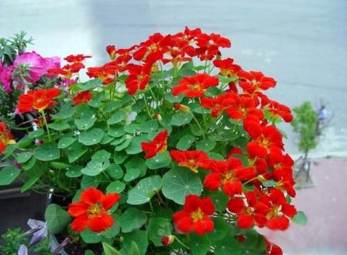 ����������ֲ����ͼ��һ���ּ��� ��������ôժ����ô��ͼƬ