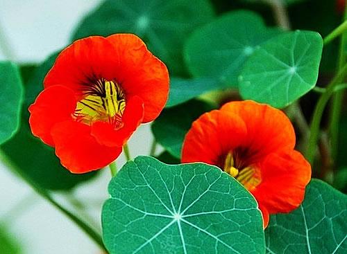 旱金莲种子怎么种播种方法及图片 旱金莲什么时候播种如何发芽