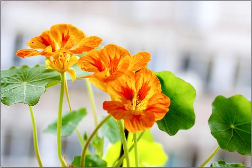 旱金莲叶子偏小发黄原因及解决方法 旱金莲叶子有毒吗可以吃吗