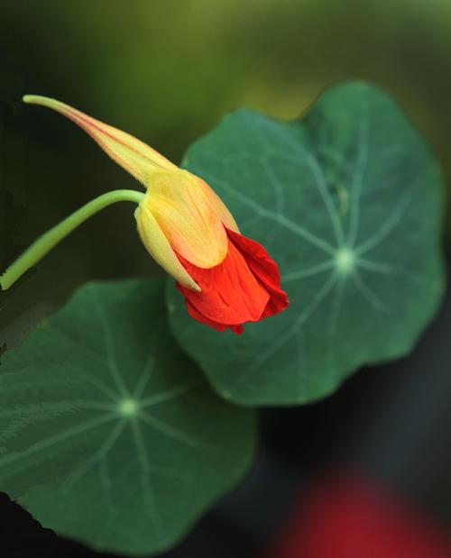 旱金莲叶子偏小发黄原因及解决方法 旱金莲叶子有毒吗可以吃吗