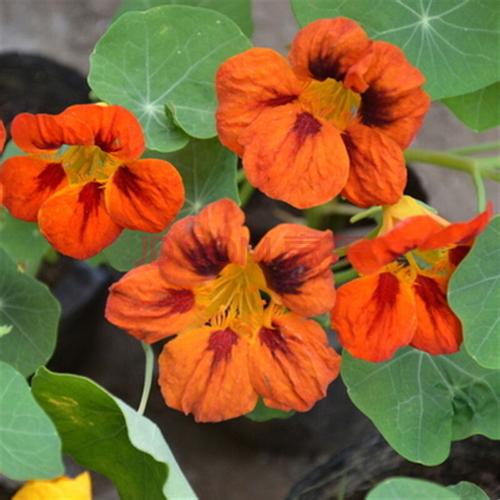 �������೤ʱ��Ὺ�������� ������ͽ��Ҷ�Ӳ�����ԭ����ô��