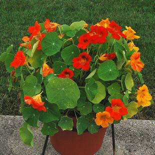 �������೤ʱ��Ὺ�������� ������ͽ��Ҷ�Ӳ�����ԭ����ô��