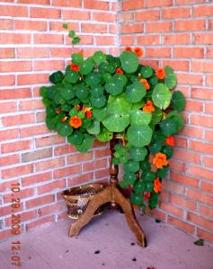 �������೤ʱ��Ὺ�������� ������ͽ��Ҷ�Ӳ�����ԭ����ô��