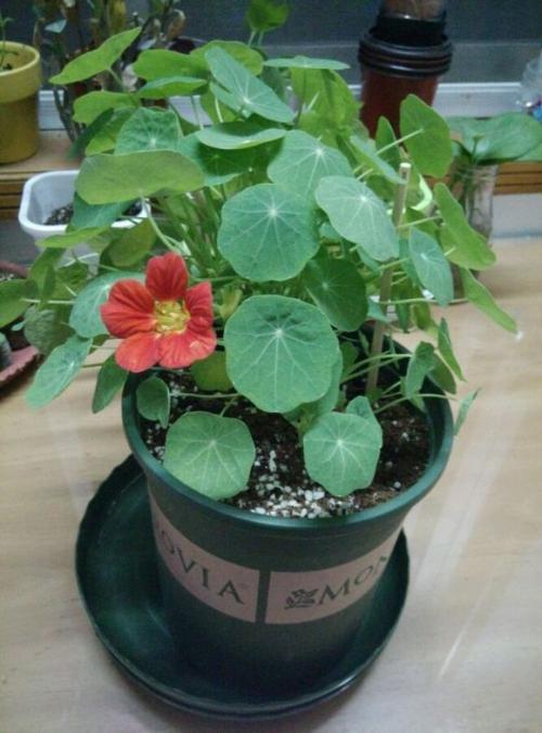 �������೤ʱ��Ὺ�������� ������ͽ��Ҷ�Ӳ�����ԭ����ô��