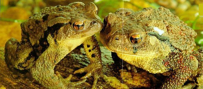 蟾蜍养殖是不是骗局是否真实调查报道, 蟾蜍养殖失败案例有吗?