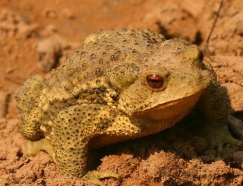 蟾蜍养殖是不是骗局是否真实调查报道, 蟾蜍养殖失败案例有吗?