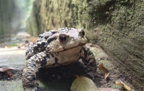 蟾蜍养殖是不是骗局是否真实调查报道, 蟾蜍养殖失败案例有吗?