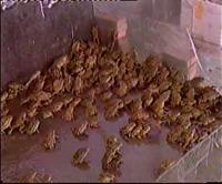 蟾蜍养殖是不是骗局是否真实调查报道, 蟾蜍养殖失败案例有吗?