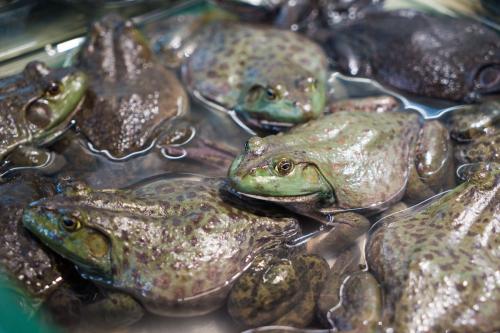 蟾蜍养殖是不是骗局是否真实调查报道, 蟾蜍养殖失败案例有吗?