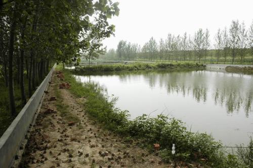 蟾蜍养殖是不是骗局是否真实调查报道, 蟾蜍养殖失败案例有吗?