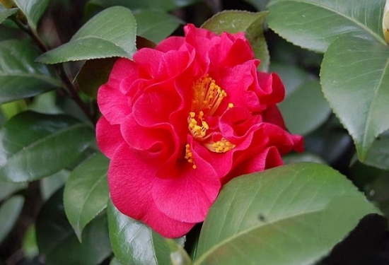 �軨Ʒ������Щʶ��ͼ�����軨Ʒ��������һ����ÿ���