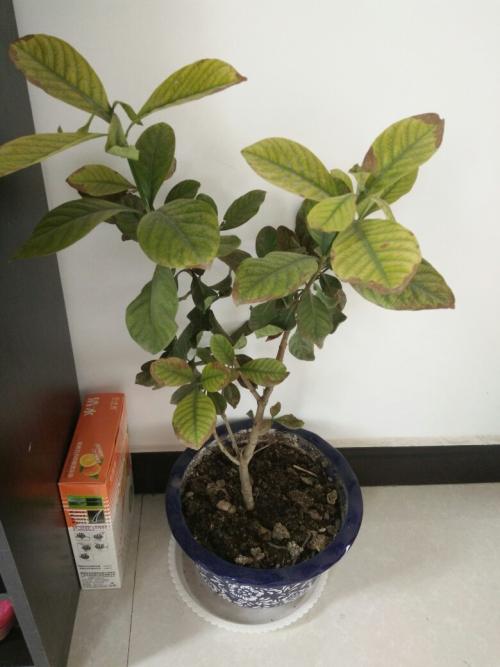 ɽ�軨Ҷ�Ӹɿ��ܾ�����ʲôԭ���µģ�����Щ�������ȸɿ�Ҷ��