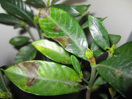 ɽ�軨Ҷ�Ӹɿ��ܾ�����ʲôԭ���µģ�����Щ�������ȸɿ�Ҷ��