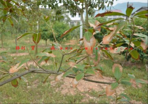 ɽ�軨Ҷ�Ӹɿ��ܾ�����ʲôԭ���µģ�����Щ�������ȸɿ�Ҷ��