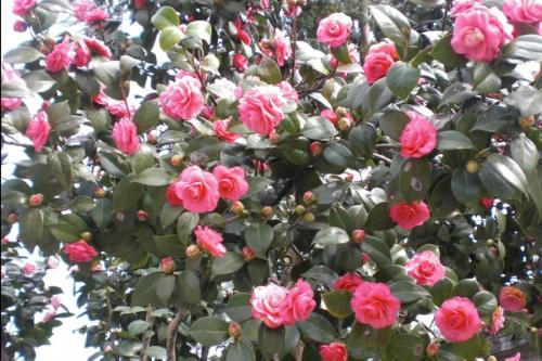 ɽ�軨Ҷ�Ӹɿ��ܾ�����ʲôԭ���µģ�����Щ�������ȸɿ�Ҷ��