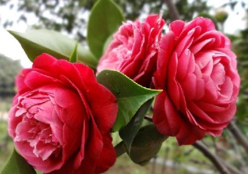 ɽ�軨Ҷ�Ӹɿ��ܾ�����ʲôԭ���µģ�����Щ�������ȸɿ�Ҷ��