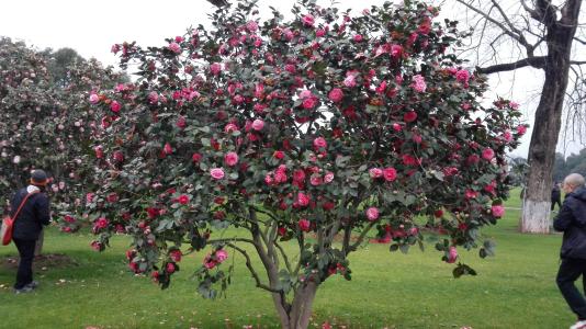 ɽ�軨Ҷ�Ӹɿ��ܾ�����ʲôԭ���µģ�����Щ�������ȸɿ�Ҷ��