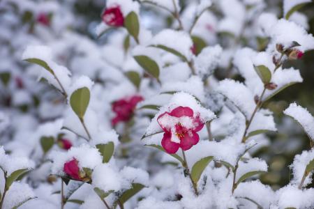 ɽ�軨Ҷ�Ӹɿ��ܾ�����ʲôԭ���µģ�����Щ�������ȸɿ�Ҷ��