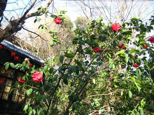 ɽ�軨Ҷ�Ӹɿ��ܾ�����ʲôԭ���µģ�����Щ�������ȸɿ�Ҷ��