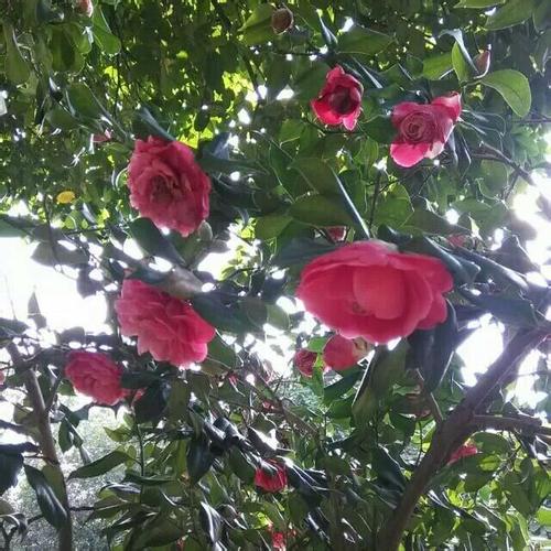 ɽ�軨Ҷ�Ӹɿ��ܾ�����ʲôԭ���µģ�����Щ�������ȸɿ�Ҷ��