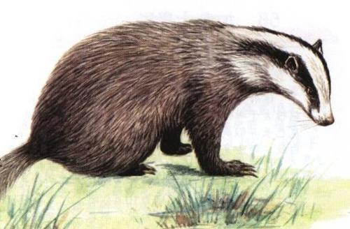 獾猪怎么卖的多少钱一斤?人工养殖獾猪需要哪些技术条件如何养