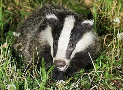 獾猪怎么卖的多少钱一斤?人工养殖獾猪需要哪些技术条件如何养